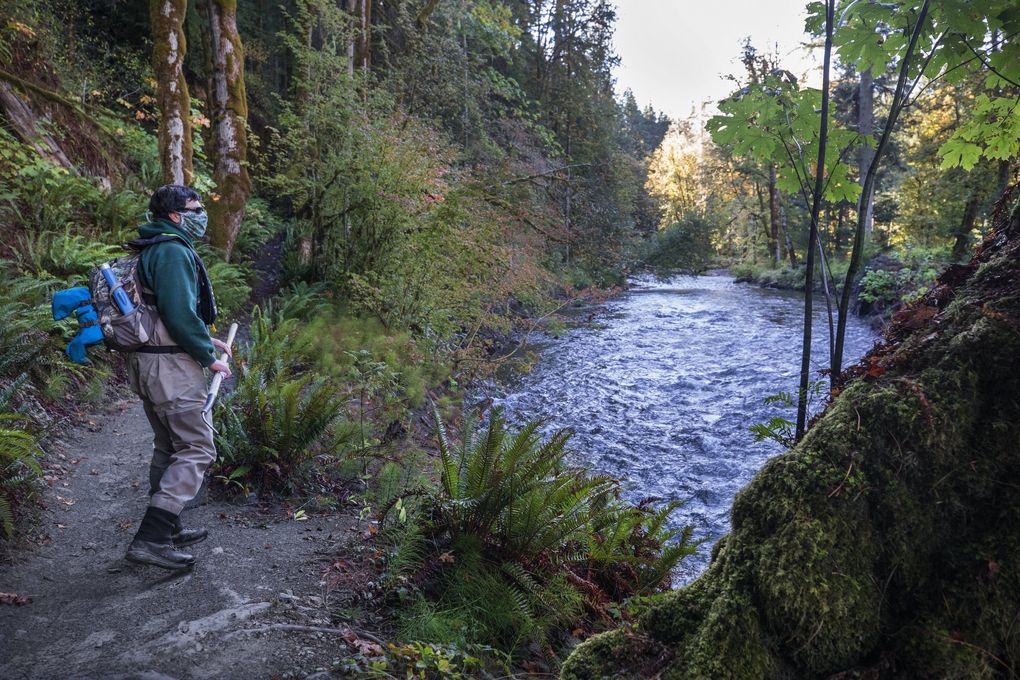 Biologist Joe Anderson looks for chinook redds along the Elwha River. (Steve Ringman / The Seattle Times)