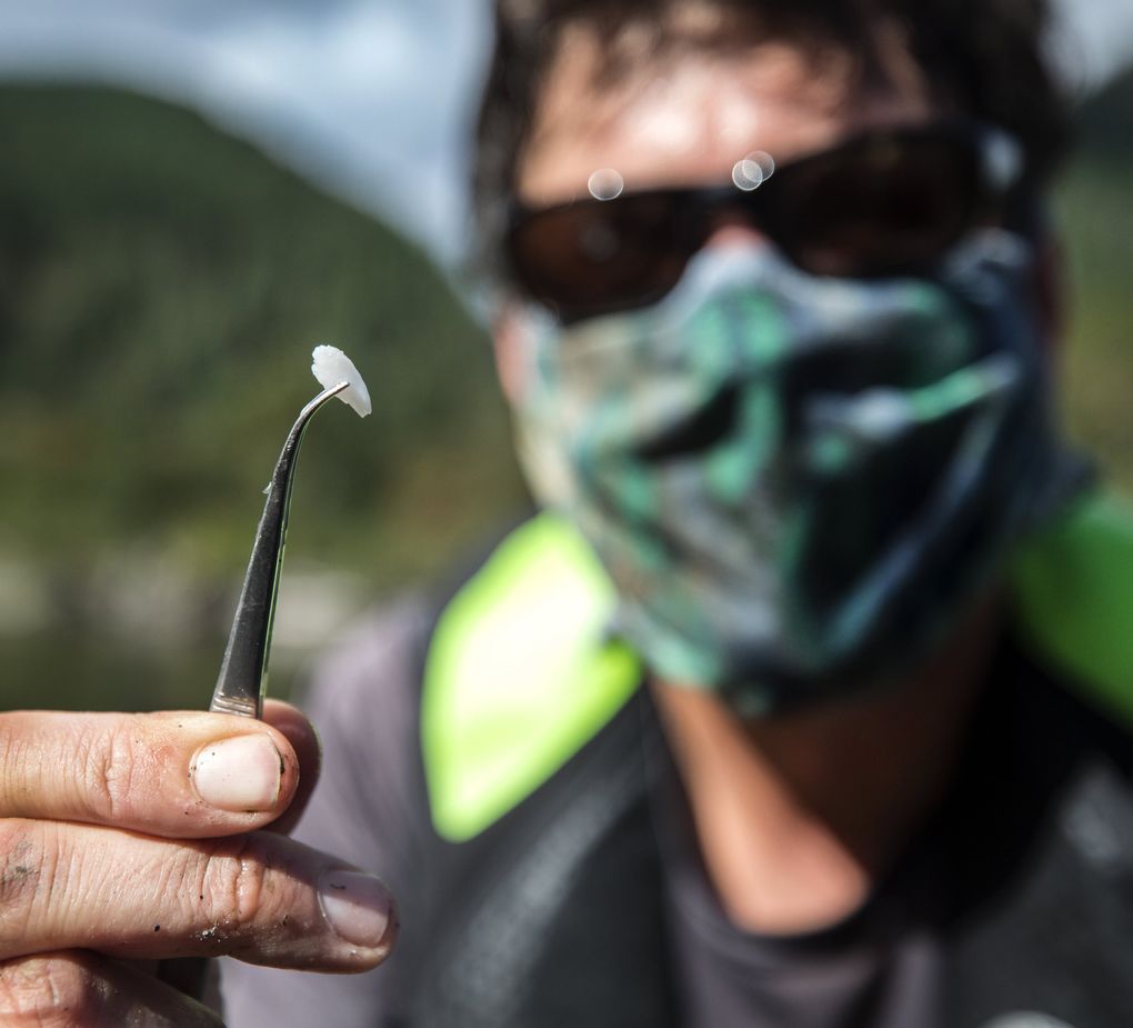 Biologist Joe Anderson holds an otolith that he collected from a chinook. The ear bone can reveal the fish’s age and origin. (Steve Ringman / The Seattle Times)