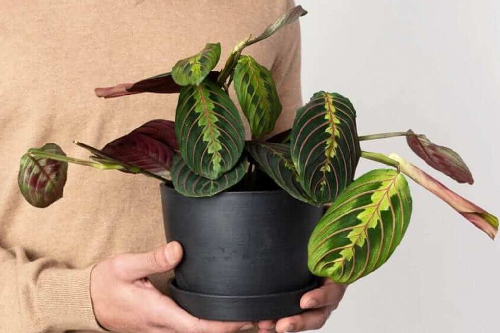 Prayer plant can be a bit finicky, but it tolerates low light well. (Courtesy of Bloomscape)