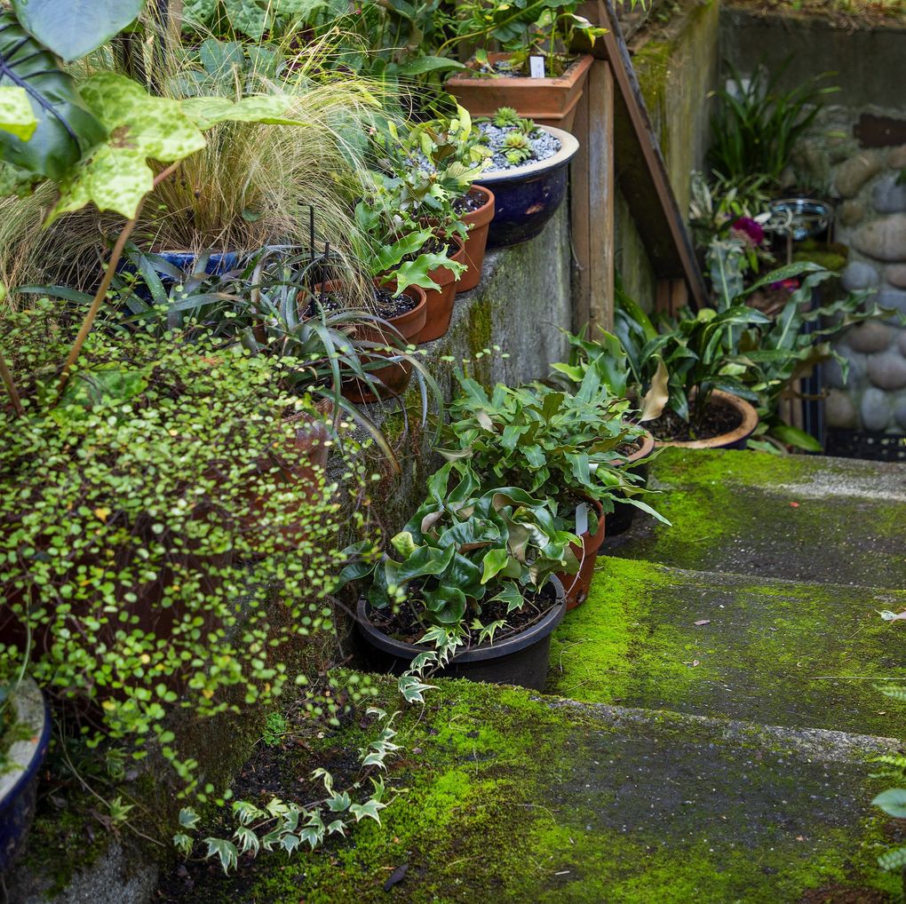 Using oodles of containers and plants, Riz Reyes has created a beautiful garden next to his Lake Forest Park apartment along and on the top of a stairwell. These pots contain a collection of Pyrrosia fern species and cultivars. The ferns are often known as tongue ferns. (Mike Siegel / The Seattle Times)