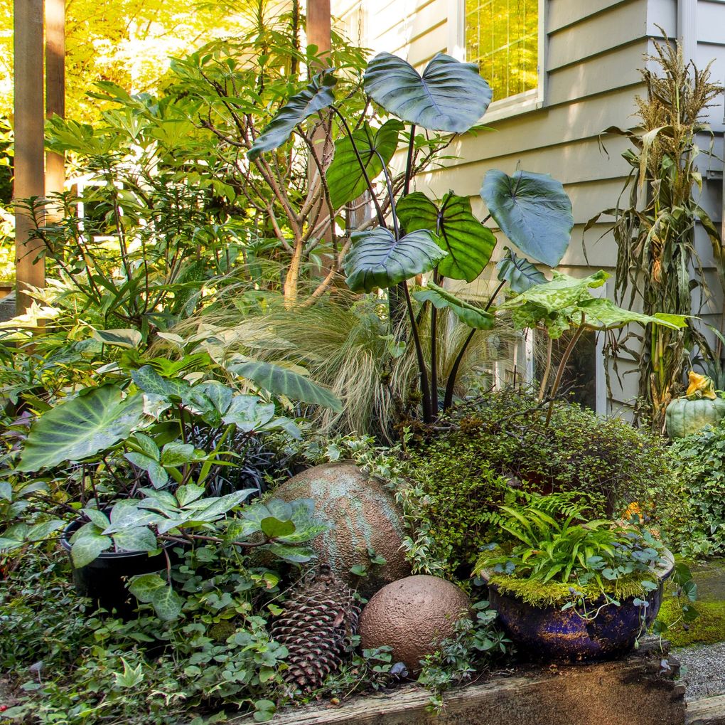 Elephant ears, also known as Colocasia, stand tall at the top of the staircase in Riz Reyes’ container garden. Mexican grass is seen below the Colocasia. 
(Mike Siegel / The Seattle Times)