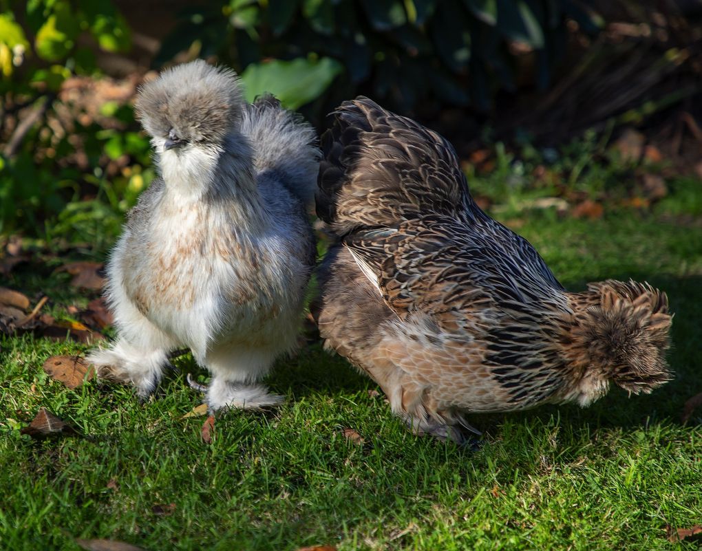 Troy Hart raises Silkie chickens, among other varieties, in his Seattle-area backyard. (Mike Siegel / The Seattle Times)
