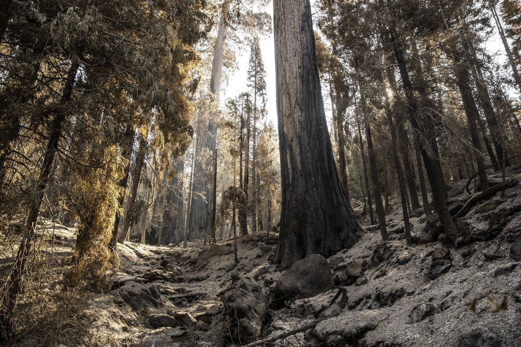Sequoias burned and killed by September’s SQF Complex Fire in California, Oct. 28, 2020. California’s redwoods, sequoias and Joshua trees define the American West and nature’s resilience through the ages. Wildfires this year were their deadliest test. (Max Whittaker / The New York Times)
