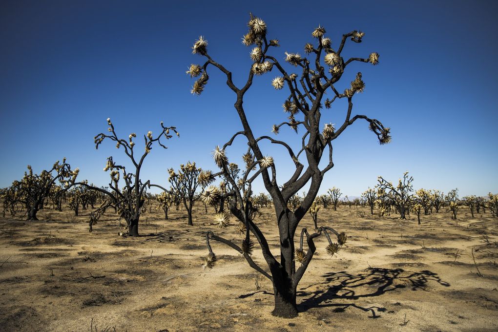 Some of the approximately 1.3 million Joshua trees that burned in August’s Dome Fire in the Mojave National Preserve of California, Oct. 29, 2020. (Max Whittaker / The New York Times)