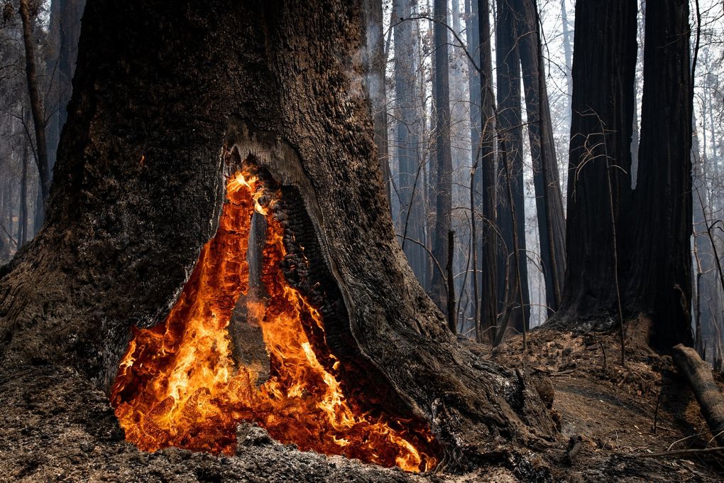 The interior of a tree burns at Big Basin Redwoods State Park, southwest of San Jose, on Aug. 21, 2020. (Max Whittaker / The New York Times)