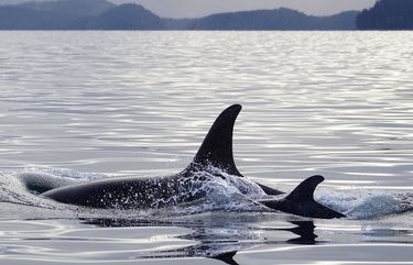 Female resident orcas especially disturbed by vessels, new research shows - Seattle Times