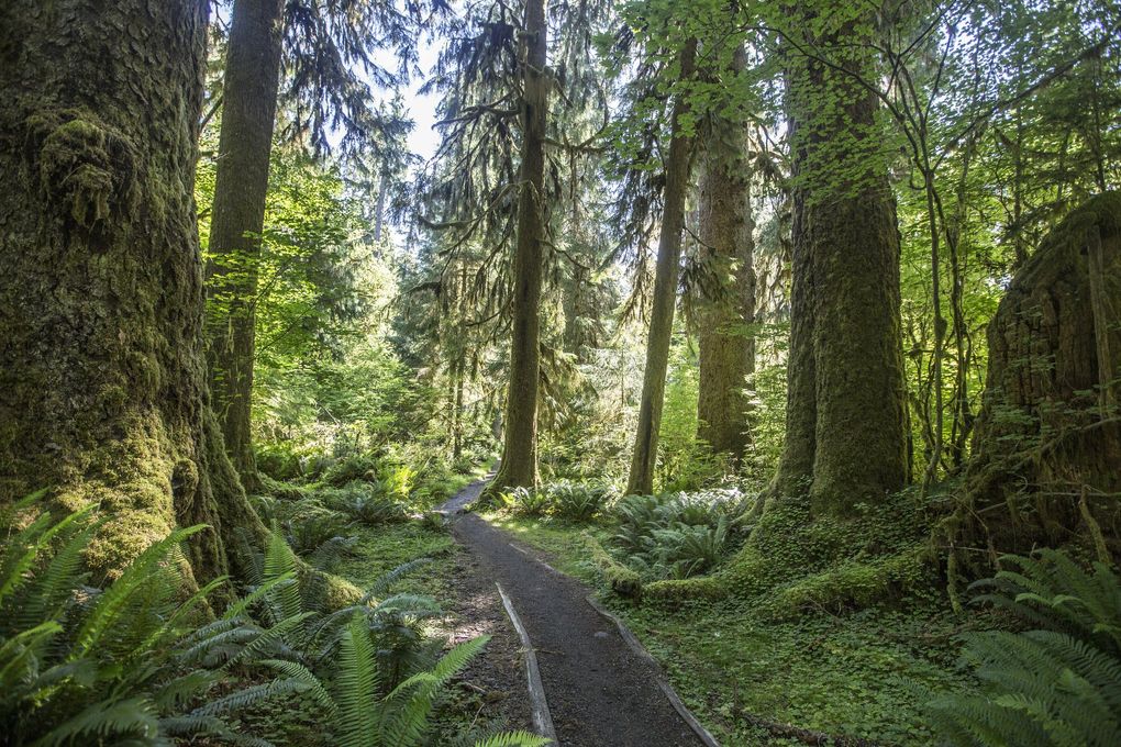Some local travel destinations, such as the Hoh River Trail in Olympic National Park, have been overwhelmed since the coronavirus pandemic effectively shut down international travel. People have taken to exploring their surrounding areas, which has been a mixed blessing for Tommy Farris’ Olympic Hiking Co. (Steve Ringman / The Seattle Times)