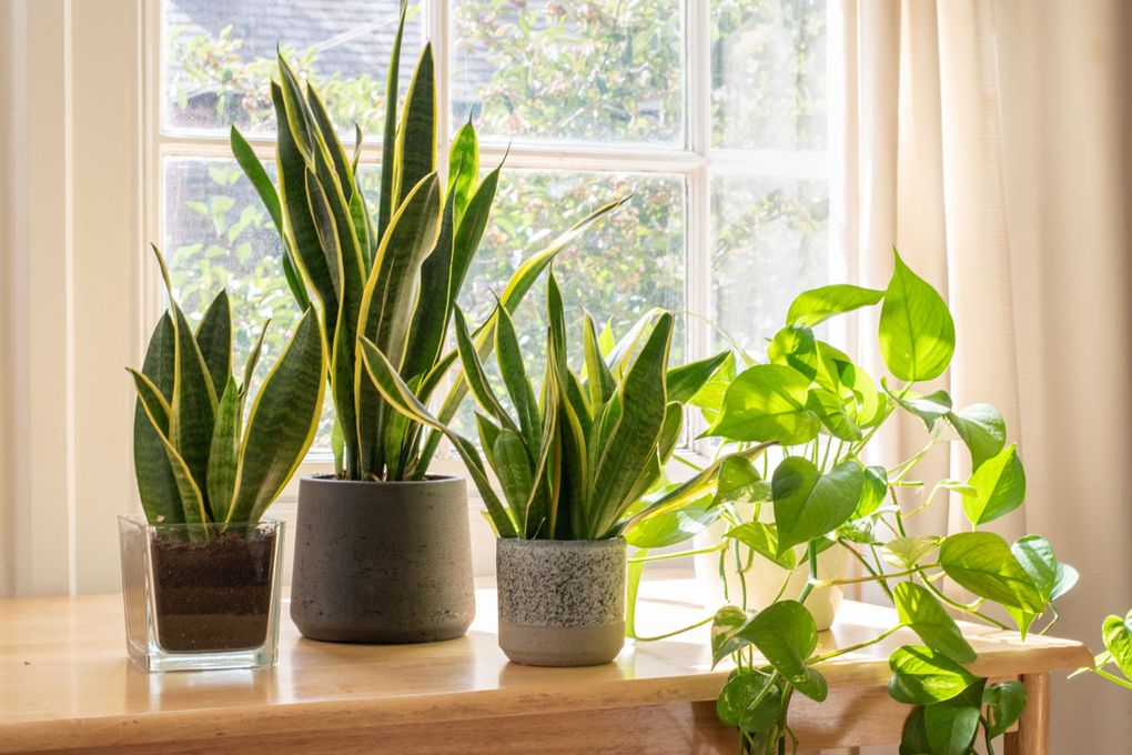 Houseplant popularity is expected to stay in bloom this year. (Getty Images)