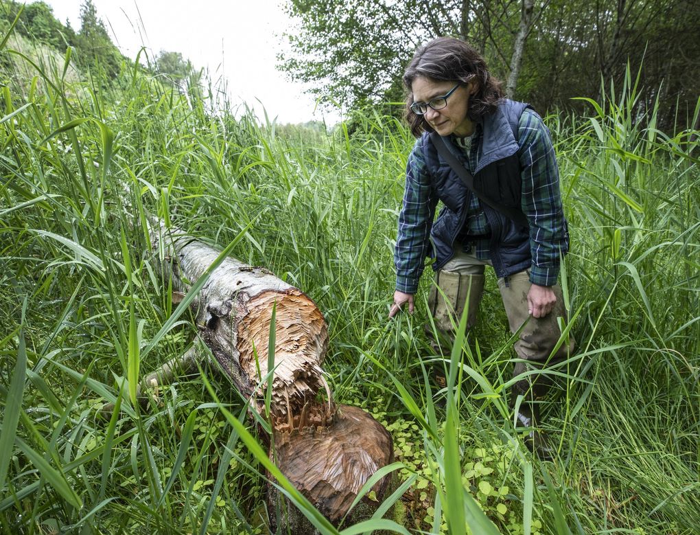 Jennifer Vanderhoof, écologiste principale pour le comté de King, examine l'activité récente des castors dans la zone naturelle de Chinook Bend, près de Carnation.  (Steve Ringman / Le Seattle Times)