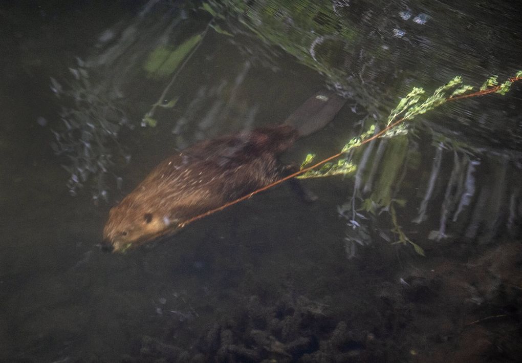 Ce castor vient de plonger sous l'eau avec une branche de saule alors qu'il s'approche de sa tanière à Meadowbrook Pond.  (Steve Ringman / Le Seattle Times)