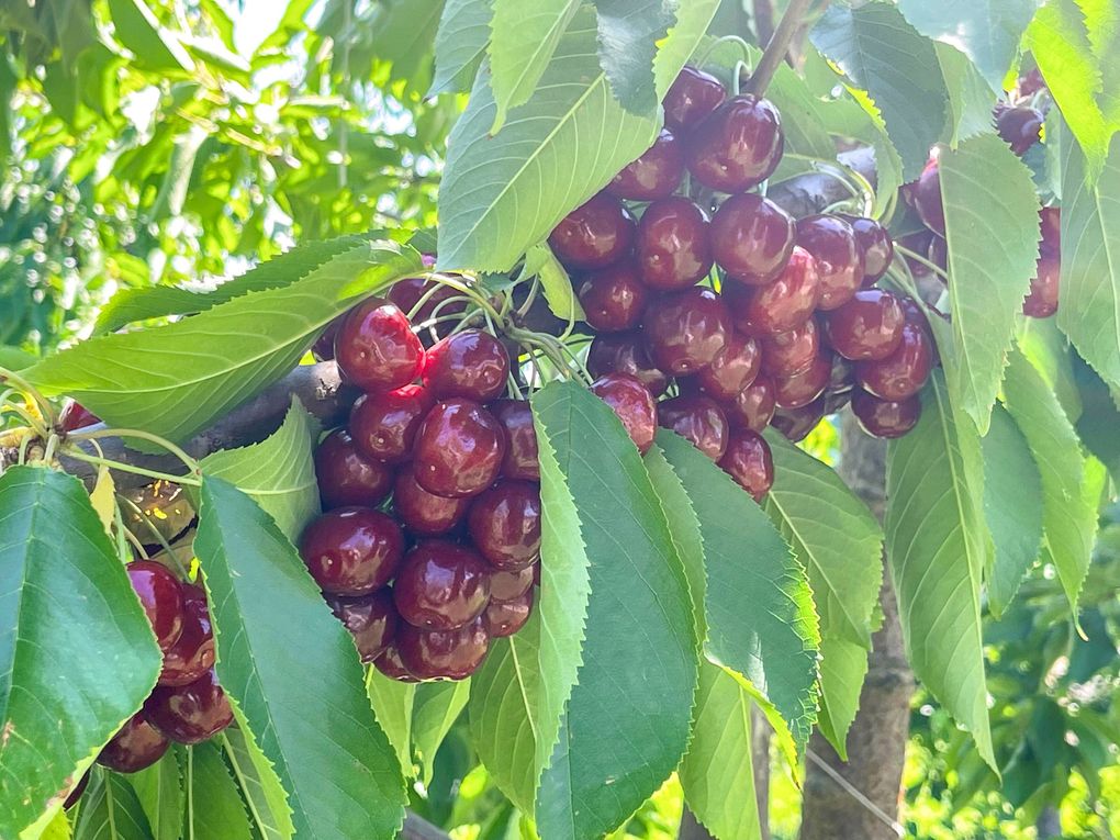 A fruit-laden Bing cherry tree in Wenatchee area. The intense heat forecast for the coming week will make working conditions more difficult for farmworkers and could damage some crops. (Courtesy James W. Michael of the Northwest Cherry Growers)