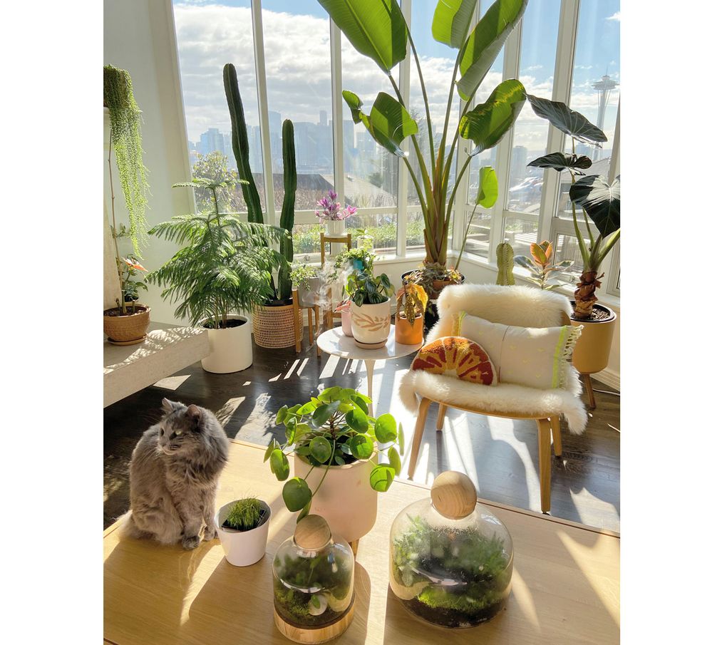 Suki Kwon calls her plants “Grandma’s collection,” meaning most of them are typical plants that she grew up with like cacti, jade, Christmas cactus and rubber trees. (Courtesy of Suki Kwon)