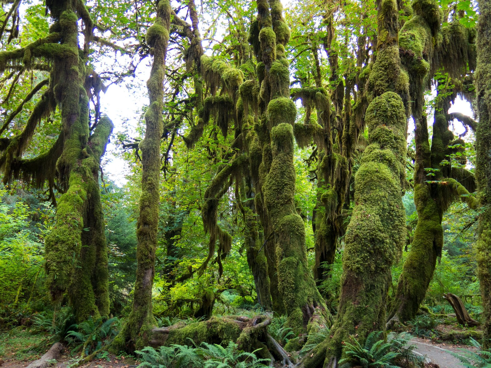 hoh rainforest tour from seattle