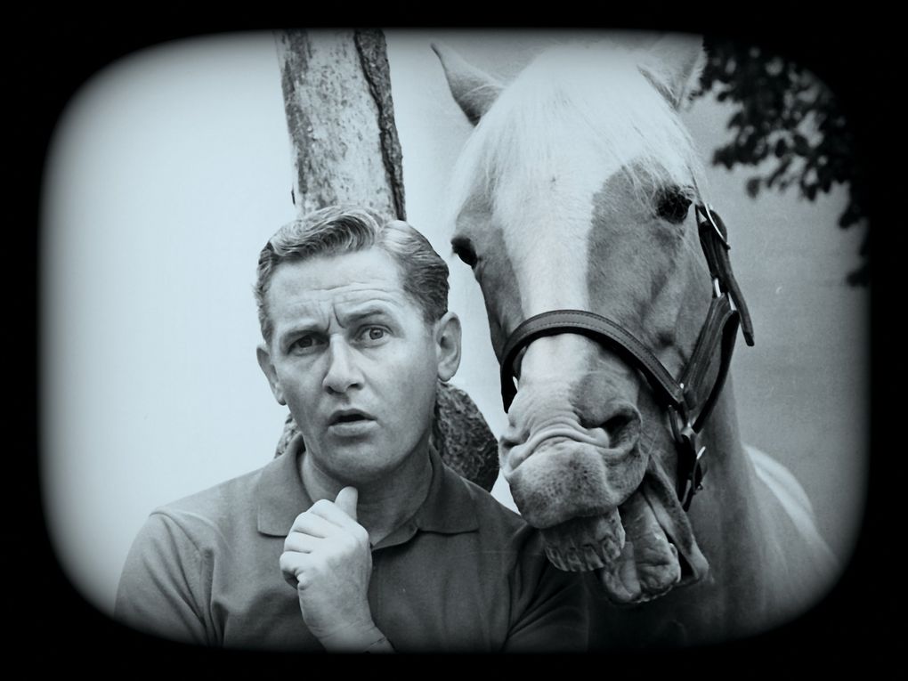 Alan Young, as Wilber Post, gets sage advice from his talking horse in  “Mister Ed,” which ran from 1961-66. Most of the TV that rotted our brains and flabbed our abs back in those days shared a common trait: It was often silly, but mostly harmless. A horse was a horse, of course, of course, until it wasn’t: None of us thought Mr. Ed could really order takeout. (Alamy.com)