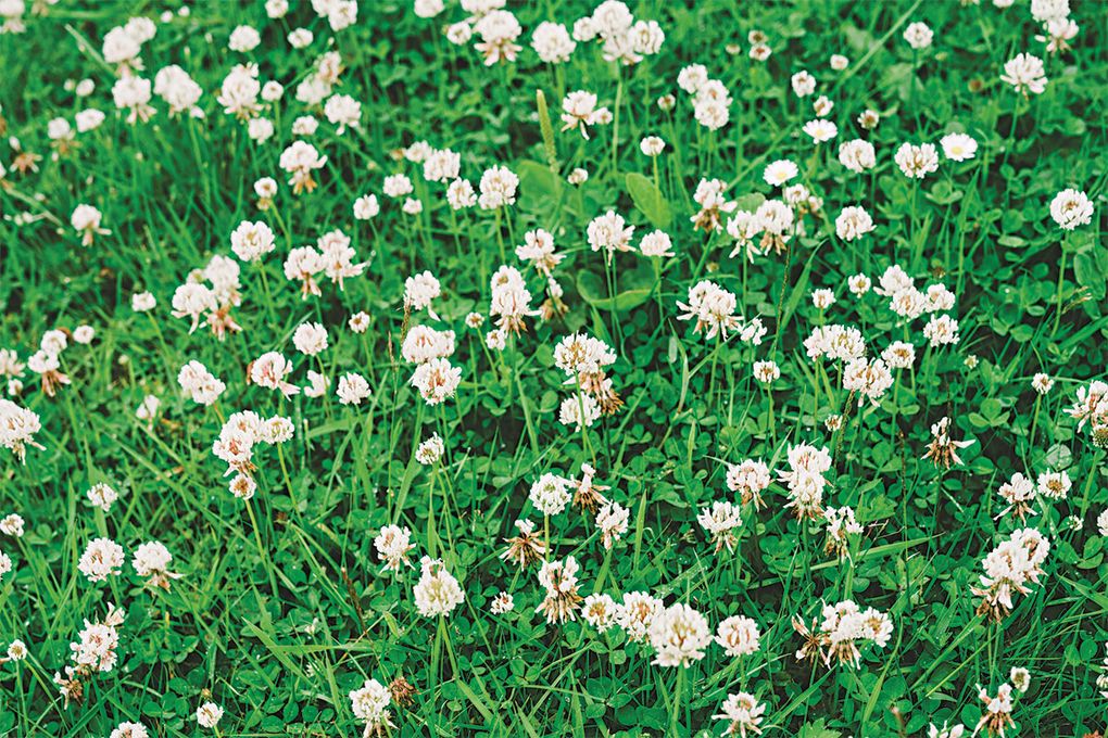 Residential lawns tend to require a lot of water, but they can be made more ecologically friendly by mixing in 
clover and other drought-tolerant 
species. (Getty Images)

