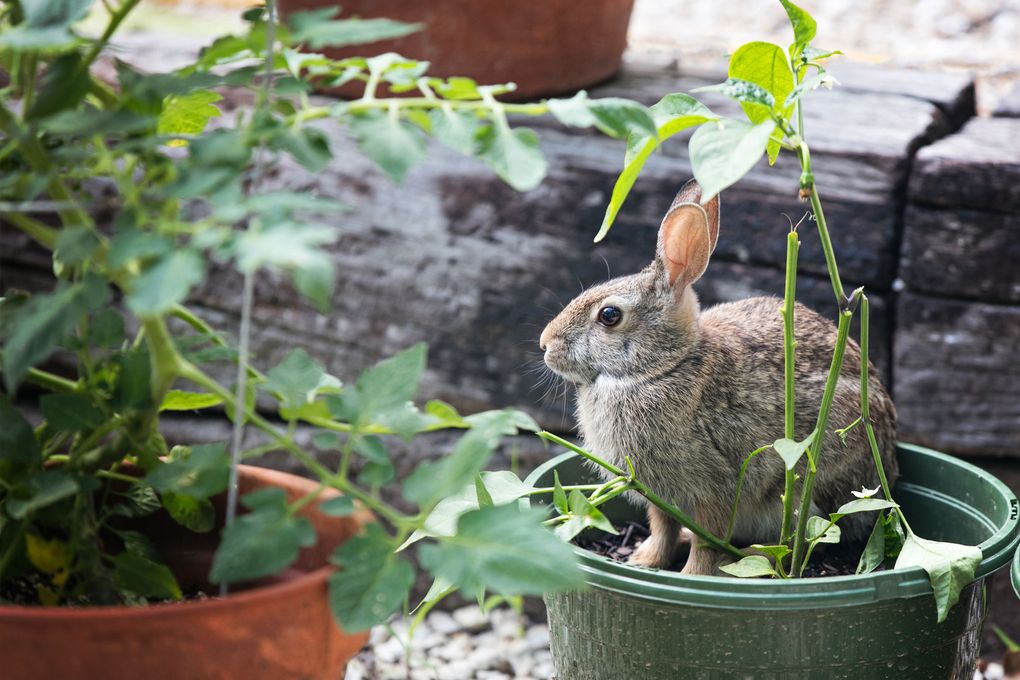 Several Seattleites wished for fewer rabbits in their yards. (Getty Images)
