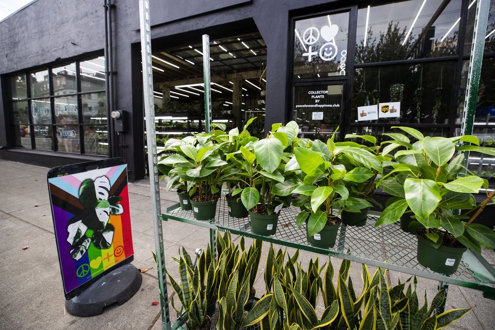 The second Peace Love and Happiness Club plant shop just opened a block away from the original Fremont location – but this one is larger and caters to more rare and exotic plants coveted by collectors. (Bettina Hansen / The Seattle Times)