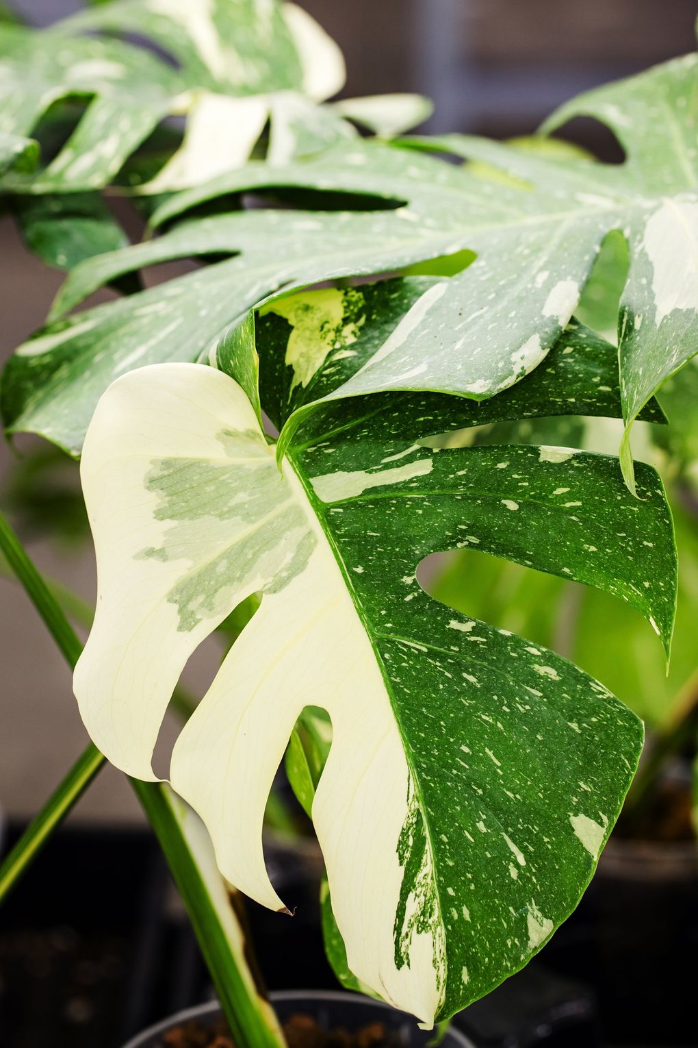 ‘Thai Constellation’ is a variegated Monstera that has rocketed in popularity during the pandemic thanks to social media. (Bettina Hansen / The Seattle Times)

