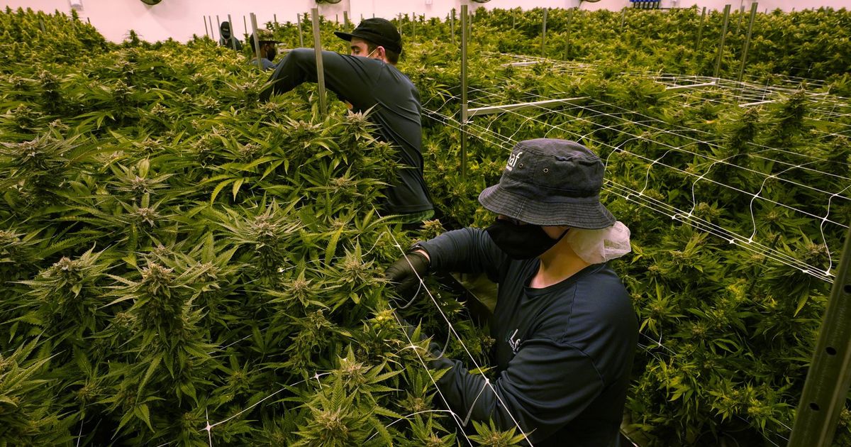 Greener pastures: Marijuana jobs are becoming a refuge for retail and restaurant workers