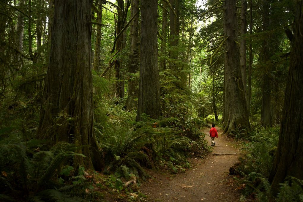 The shaded Grand Forest Trail, one of Bainbridge Island's many lush green spaces.  Less than 45 minutes from the Seattle waterfront by ferry, Bainbridge Island can feel like a world away from the hustle and bustle of city life.  (JiaYing Grygiel / Special for the Seattle Times)