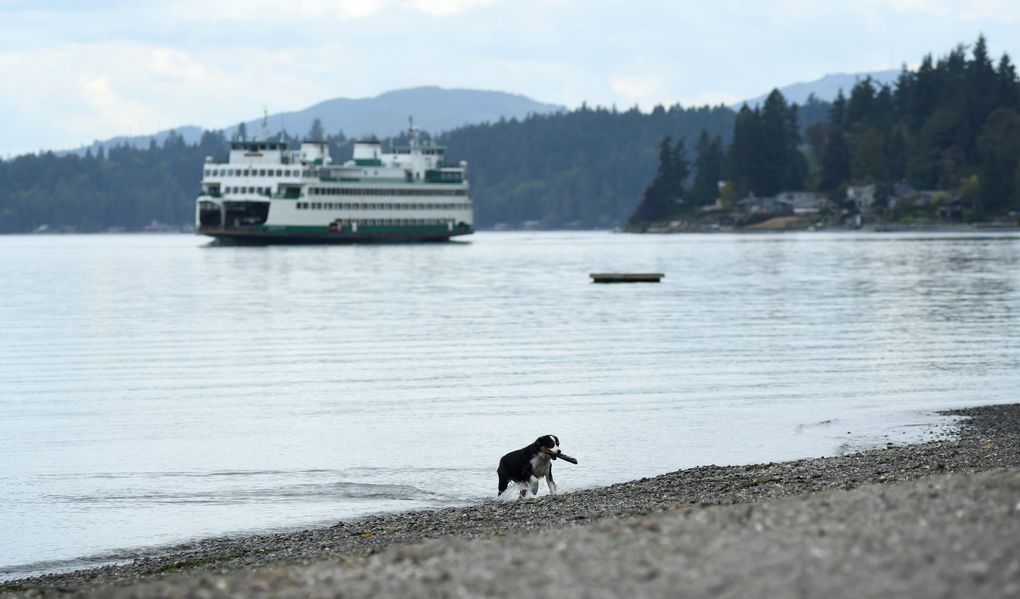 Flora goes to collect a stick at Lytle Beach on Bainbridge Island from its owner, Will de Rubertis.  Behind her, a Seattle-Bremerton ferry crosses Rich Passage.  (JiaYing Grygiel / Special for the Seattle Times)