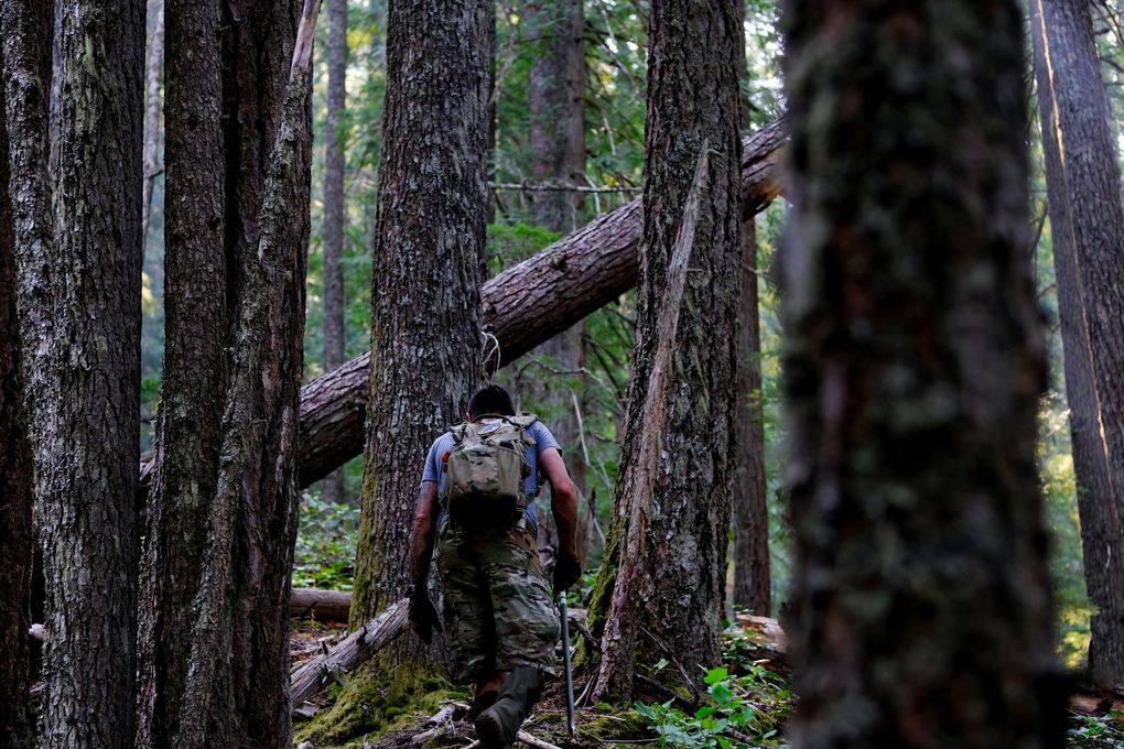 Bud Carr makes his way up a steep and heavily vegetated mountainside from Cascade River Road toward Hidden Lake Lookout while searching for Rachel Lakoduk on Saturday, Aug. 14, 2021, near Marblemount, Wash. (Tyler Tjomsland / The Spokesman-Review)