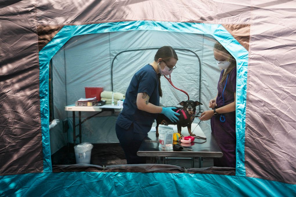 A dog is examined at a free pet-care clinic for homeless and low income people in Seattle in August 2020. Although dogs and cats can catch the coronavirus, a growing body of evidence suggests that Fluffy and Fido play little to no role in its spread — and rarely fall ill themselves. (Ruth Fremson / The New York Times)