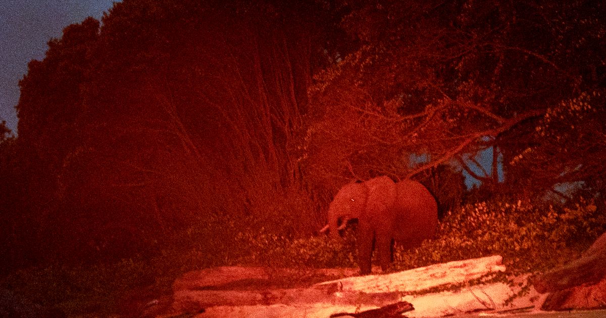 Gabon adalah benteng terakhir gajah hutan Afrika yang terancam punah