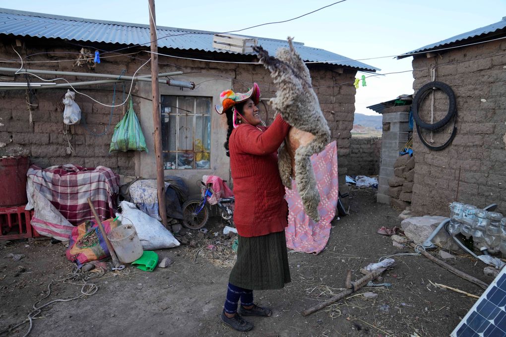 Maribel Vilka Puts Her Dried Sheepskin Into A Bag At Her Home In Jochi, San Francisco, Peru, On Friday, October 29, 2021. Vilka Said She Would Not Receive The Covid-19 Vaccine Because She Did Not Trust Public Health.  Services After Bad Experiences During Two Pregnancies.  (Ap Photo / Martin Mejia) #