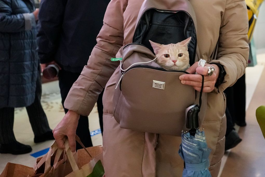 A Woman Carries A Cat In Her Bag As She Goes Shopping At A Store In Moscow, Russia, Monday, November 8, 2021.  The Russian Capital Returned To Work On Monday After A Non-Working Day Due To The Coronavirus.  Certain Restrictions Will Remain In Place, Such As A Stay-At-Home Order For Seniors And A Requirement For Businesses That 30% Of Their Employees Work From Home.  Access To Theaters And Museums Is Restricted To Those Who Have Either Been Fully Vaccinated, Recovered From Covid-19 In The Past Six Months, Or Can Present A Negative Coronavirus Test.  (Ap Photo / Pavel Golovkin) #